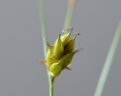 Carex oligosperma