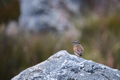Emberiza capensis