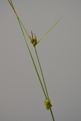 Carex oligosperma