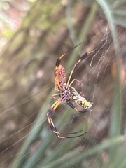 Trichonephila clavipes