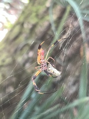 Trichonephila clavipes