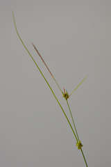 Carex oligosperma