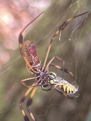 Trichonephila clavipes