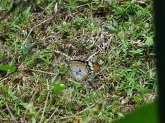 Danaus chrysippus chrysippus