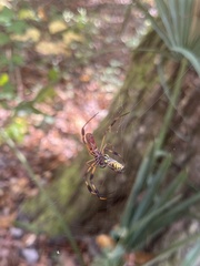Trichonephila clavipes