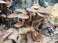 Psathyrella piluliformis