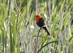 Amblyramphus holosericeus