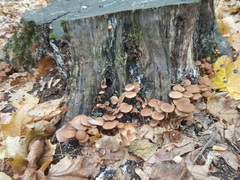 Psathyrella piluliformis