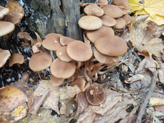 Psathyrella piluliformis