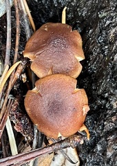 Armillaria nabsnona