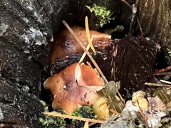 Armillaria nabsnona