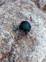 Cysteodemus wislizeni