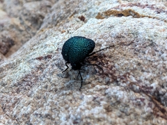 Cysteodemus wislizeni