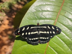 Catonephele acontius