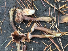 Armillaria nabsnona