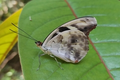 Catonephele acontius