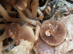 Psathyrella piluliformis