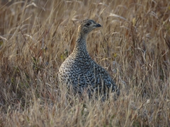 Tympanuchus phasianellus