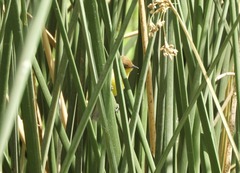 Pseudocolopteryx flaviventris