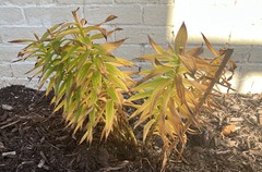 Angiospermae