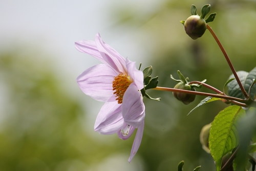 Tree Dahlia