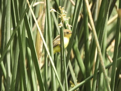 Pseudocolopteryx flaviventris