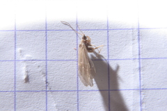 Glossosoma