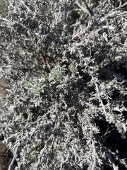 Lupinus albifrons