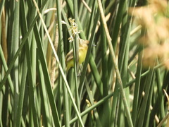 Pseudocolopteryx flaviventris