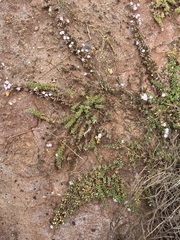 Frankenia pulverulenta