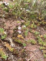 Frankenia pulverulenta