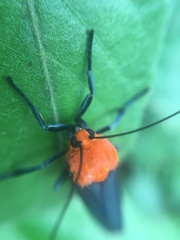Apistosia judas