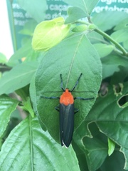Apistosia judas