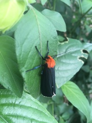 Apistosia judas