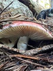 Russula cremoricolor