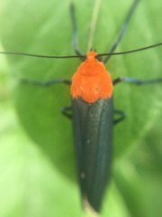 Apistosia judas