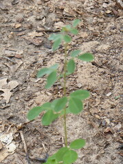 Lespedeza hirta