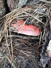 Russula cremoricolor