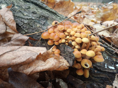Flammulina velutipes