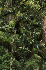 Trogon mexicanus