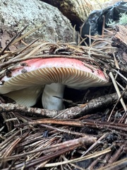 Russula cremoricolor