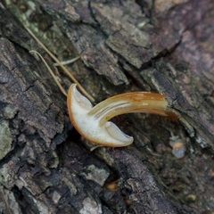 Flammulina velutipes