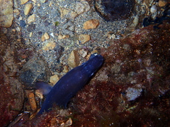 Conger conger