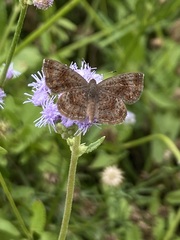 Riodinidae