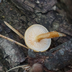 Flammulina velutipes