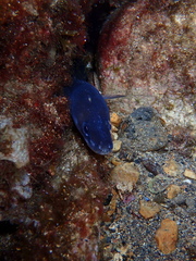 Conger conger