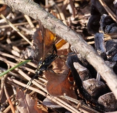 Protichneumon pisorius