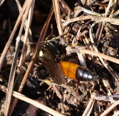 Protichneumon pisorius