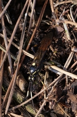 Protichneumon pisorius