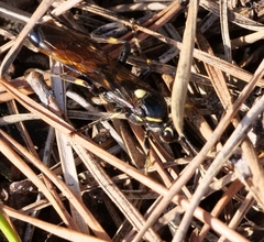 Protichneumon pisorius